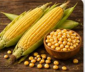 Corn (Maize)